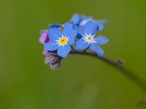 Превью обои незабудка, цветы, лепестки, синий, ветка