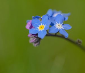 Превью обои незабудка, цветы, лепестки, синий, ветка