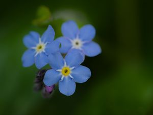 Превью обои незабудка, цветы, синий, размытие