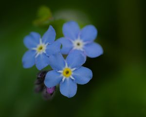 Превью обои незабудка, цветы, синий, размытие