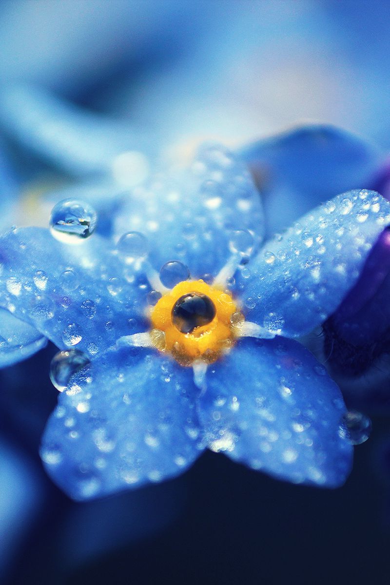 Незабудка лепестки. Синие цветы. Цветочек голубой. Цветы Макросъемка. Синие цветы макро.