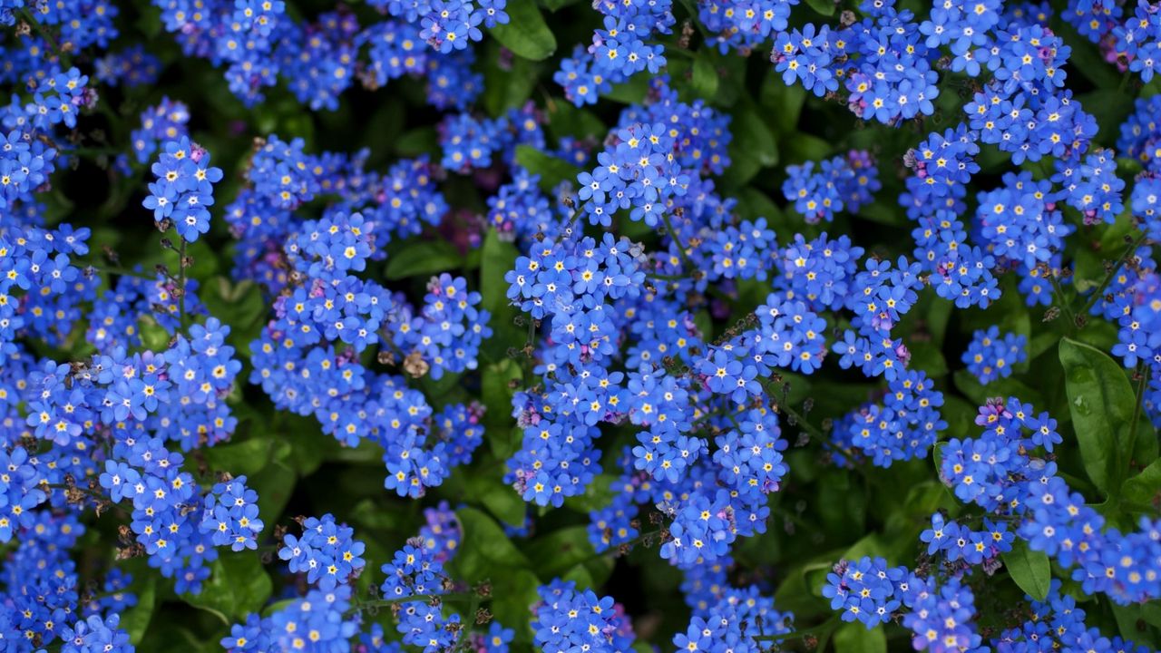 Обои незабудки, цветы, маленькие, синие, яркие