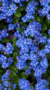 Превью обои незабудки, цветы, маленькие, синие, яркие
