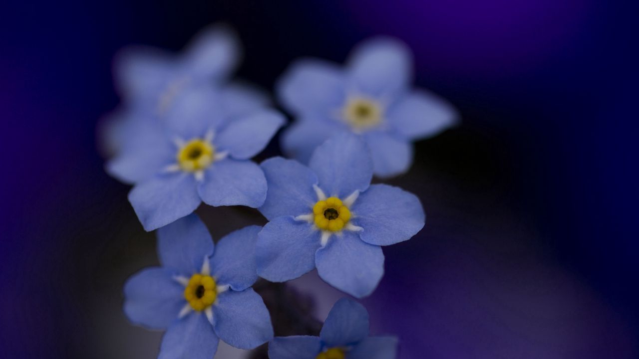 Обои незабудки, цветы, синие, фон