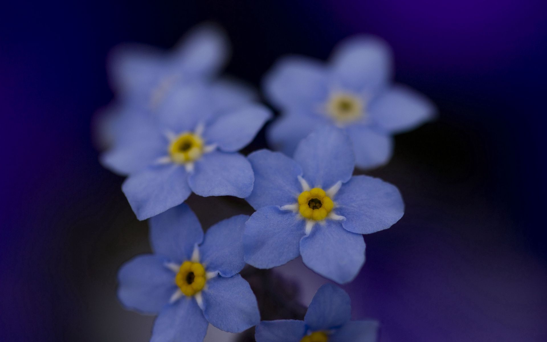 Незабудки прилагательное. Голубые цветы. Незабудка.