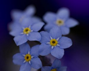 Превью обои незабудки, цветы, синие, фон