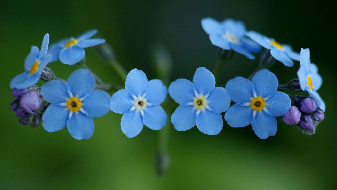 Обои незабудки, цветы, синие, крупный план, красота