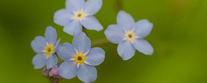 Превью обои незабудки, цветы, синий, макро, блюр