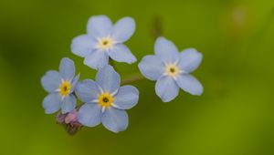 Превью обои незабудки, цветы, синий, макро, блюр