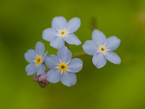 Превью обои незабудки, цветы, синий, макро, блюр
