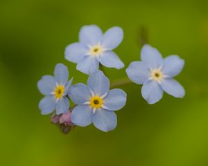 Превью обои незабудки, цветы, синий, макро, блюр
