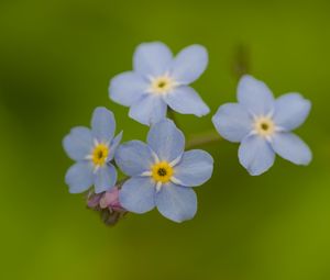 Превью обои незабудки, цветы, синий, макро, блюр