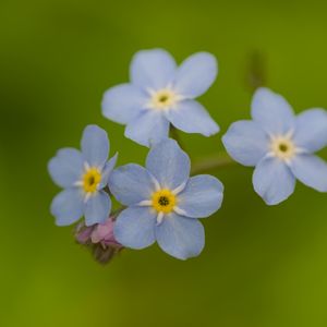 Превью обои незабудки, цветы, синий, макро, блюр