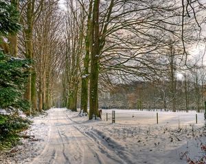 Превью обои нидерланды, дорога, деревья, аллея, снег