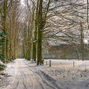 Превью обои нидерланды, дорога, деревья, аллея, снег