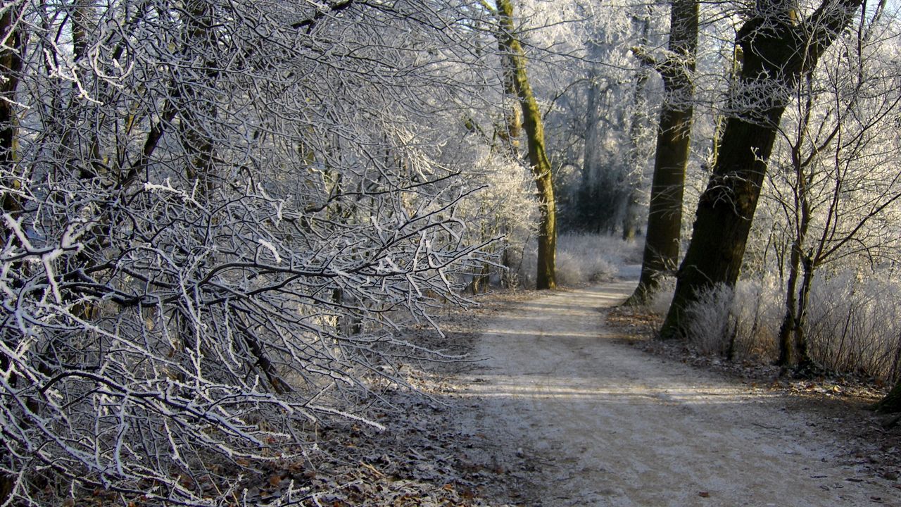 Обои нидерланды, гронинген, дорога, деревья, снег, зима, лес, иней