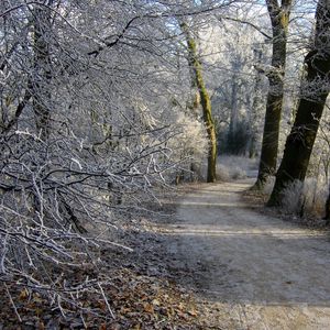 Превью обои нидерланды, гронинген, дорога, деревья, снег, зима, лес, иней