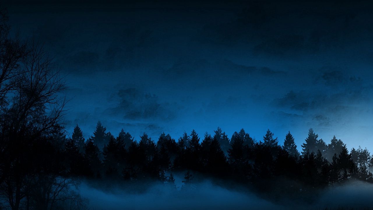 Обои ночь, деревья, ели, туман
