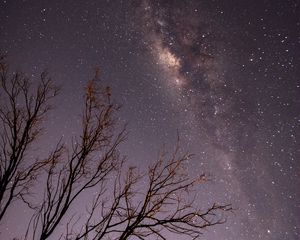 Превью обои ночь, деревья, ветки, звезды, звездное небо