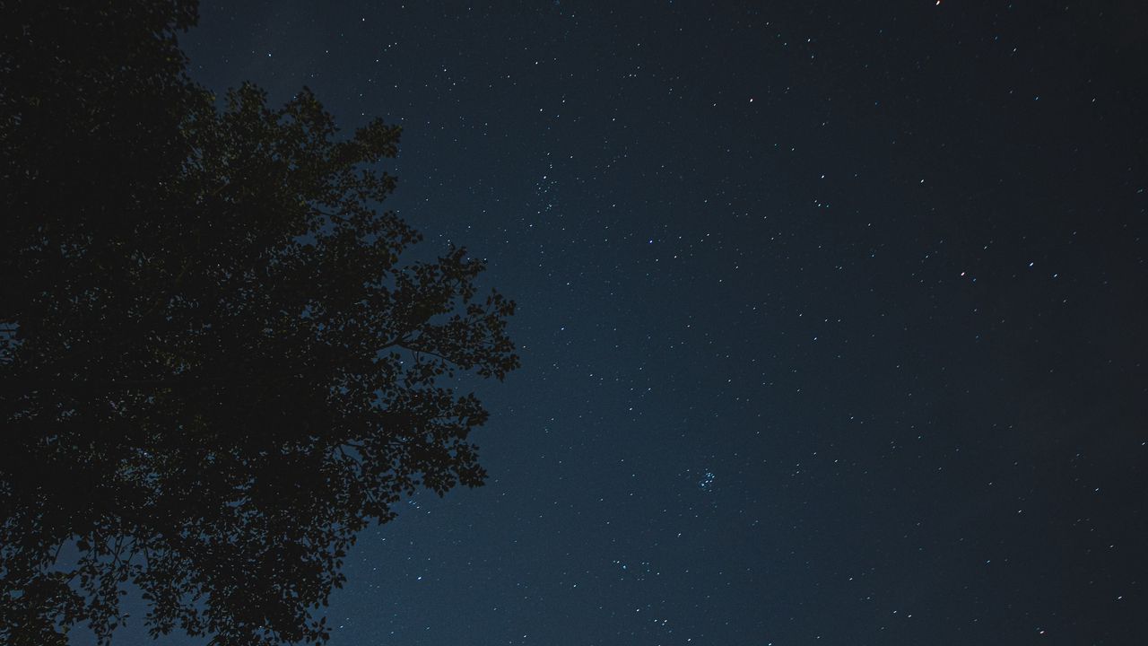 Обои ночь, дерево, звездное небо, звезды