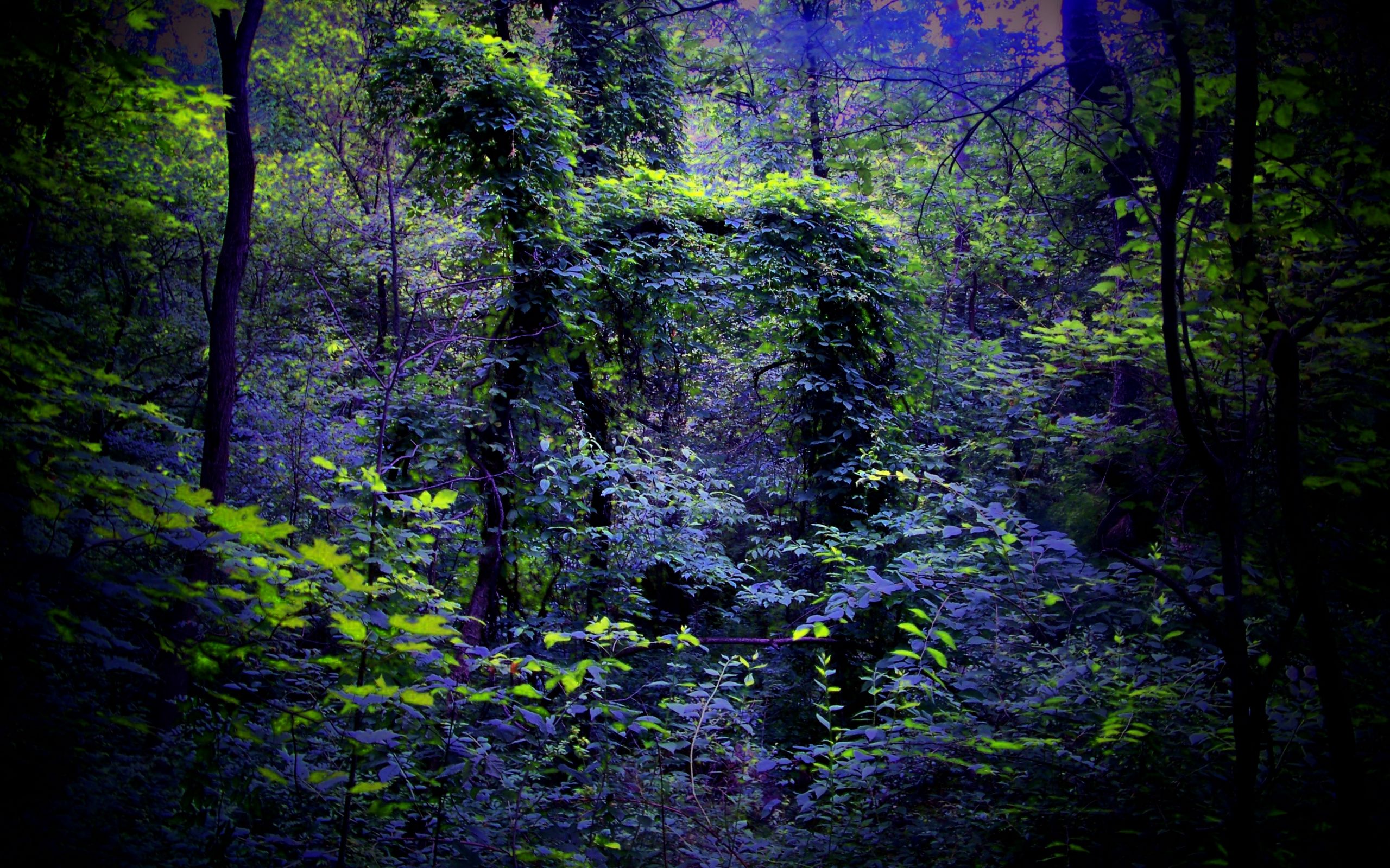 Кусты в лесу ночью