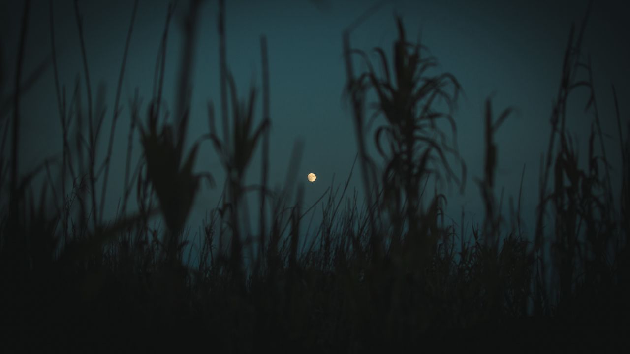 Обои ночь, луна, сумерки, трава, растения, очертания