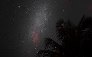 Превью обои ночь, пальма, туманность, звездное небо, звезды