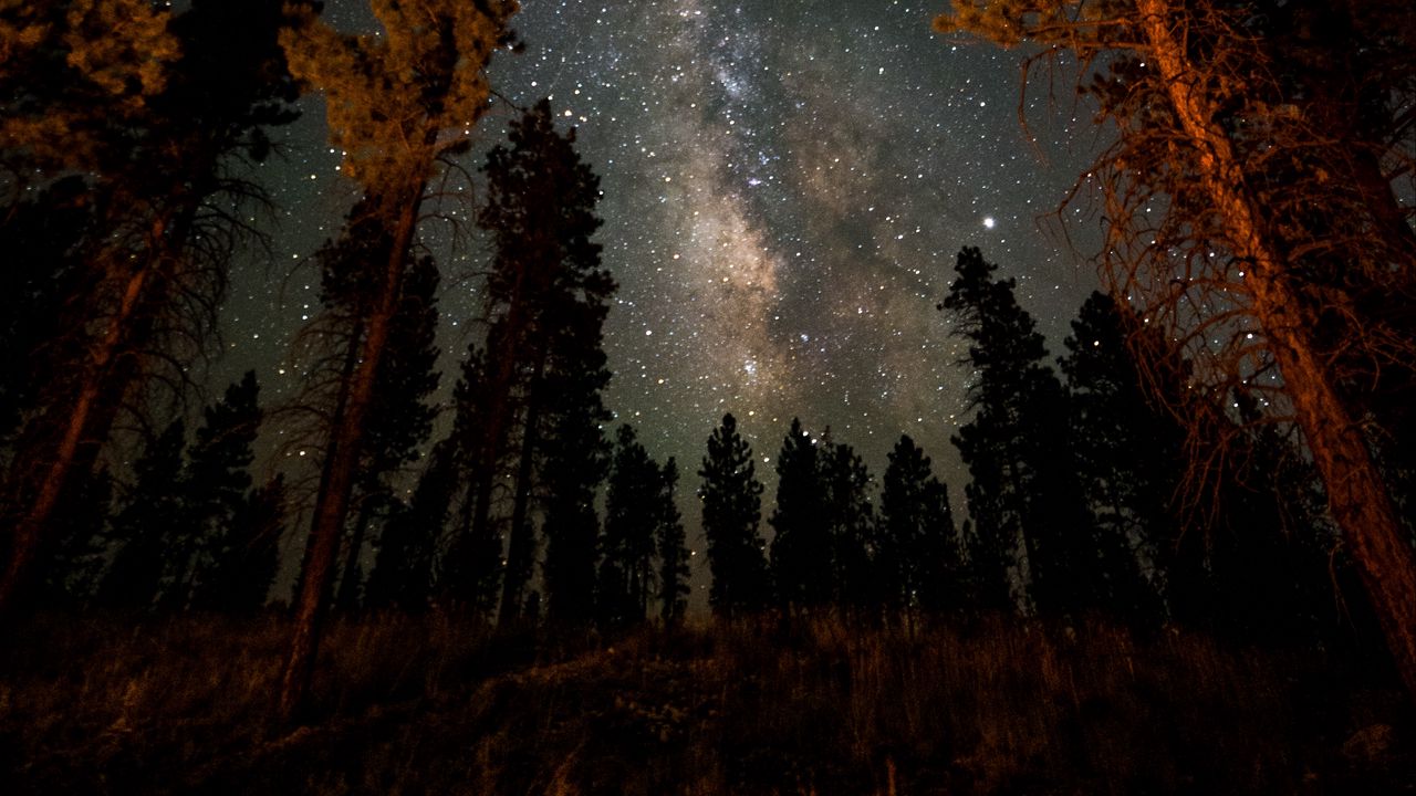 Обои ночь, звездное небо, деревья, туманность