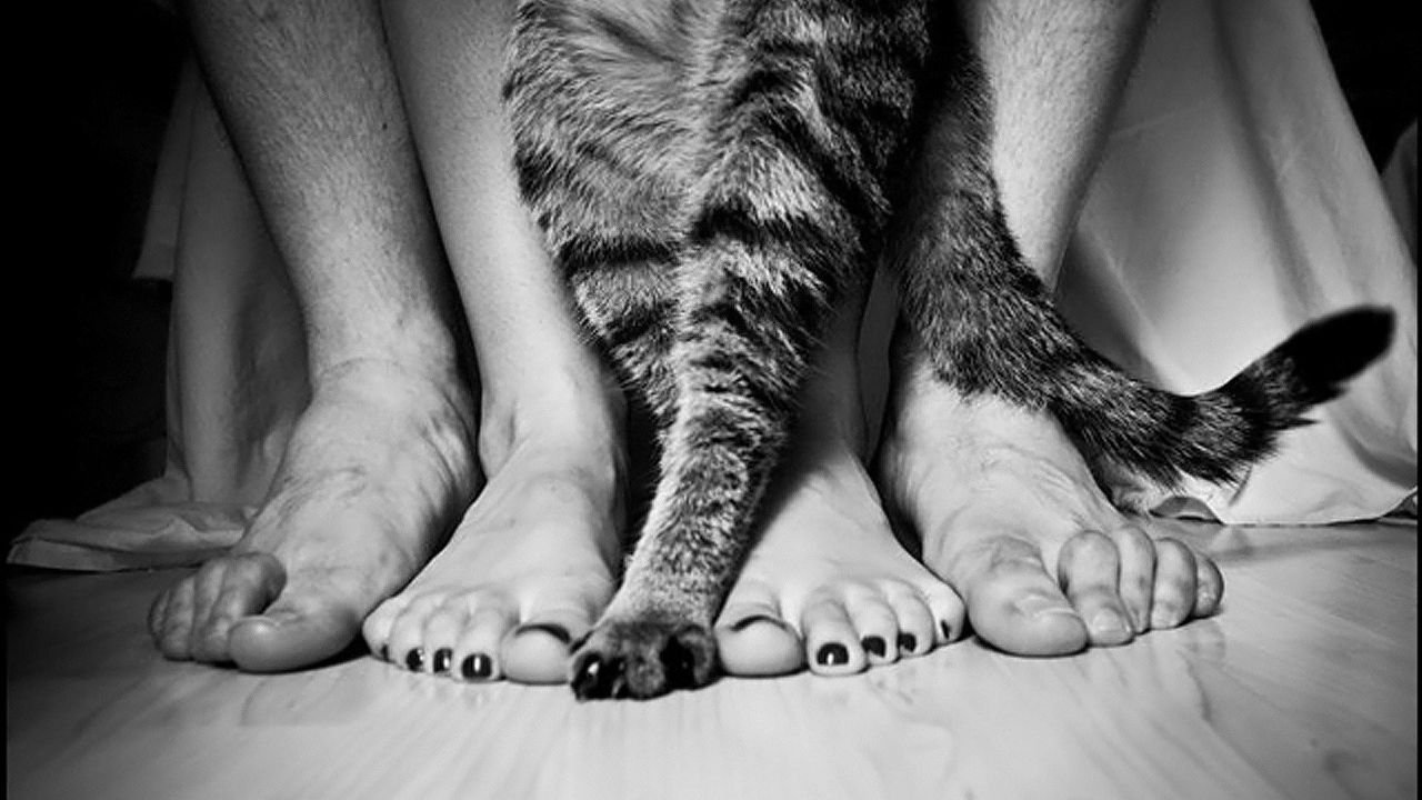 Обои ноги, люди, кошка, семья
