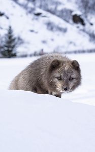 Превью обои норка, животное, снег, хитрый