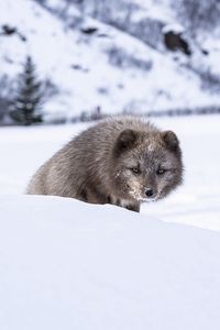 Превью обои норка, животное, снег, хитрый