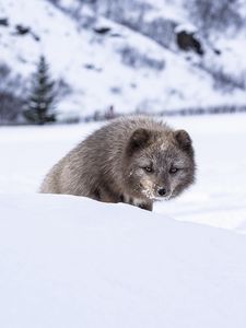 Превью обои норка, животное, снег, хитрый