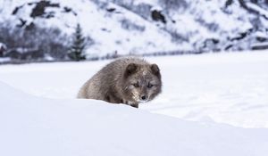 Превью обои норка, животное, снег, хитрый