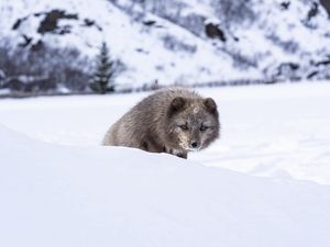 Превью обои норка, животное, снег, хитрый