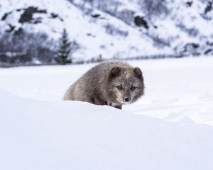 Превью обои норка, животное, снег, хитрый