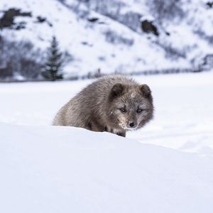 Превью обои норка, животное, снег, хитрый