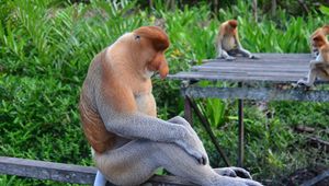 Превью обои носач, обезьяны, сидеть