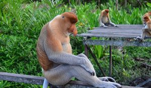 Превью обои носач, обезьяны, сидеть