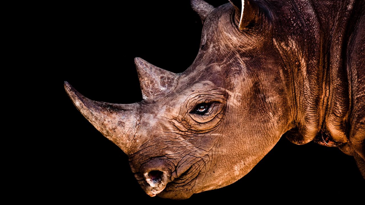 Обои носорог, голова, тень, профиль