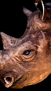 Превью обои носорог, голова, тень, профиль