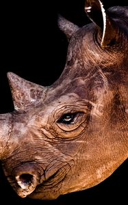 Превью обои носорог, голова, тень, профиль