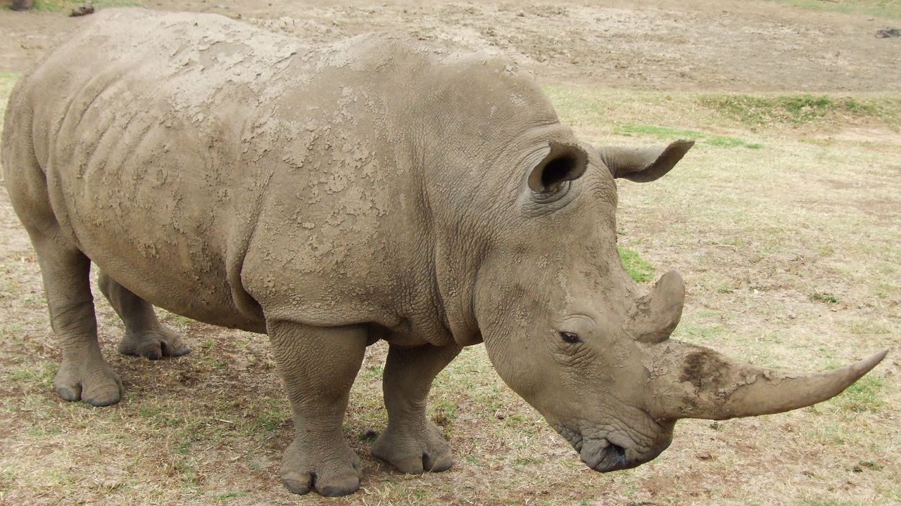 Обои носорог, грязь, трава