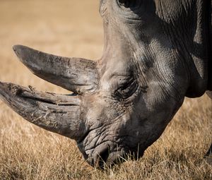 Превью обои носорог, млекопитающее, рог
