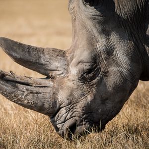 Превью обои носорог, млекопитающее, рог