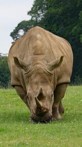Превью обои носорог, пара, еда, трава