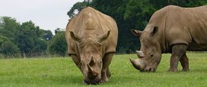 Превью обои носорог, пара, еда, трава