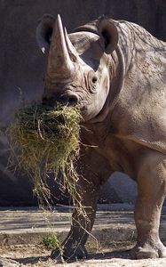 Превью обои носорог, трава, еда, рог