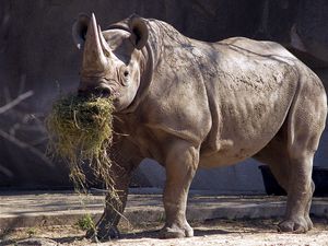 Превью обои носорог, трава, еда, рог