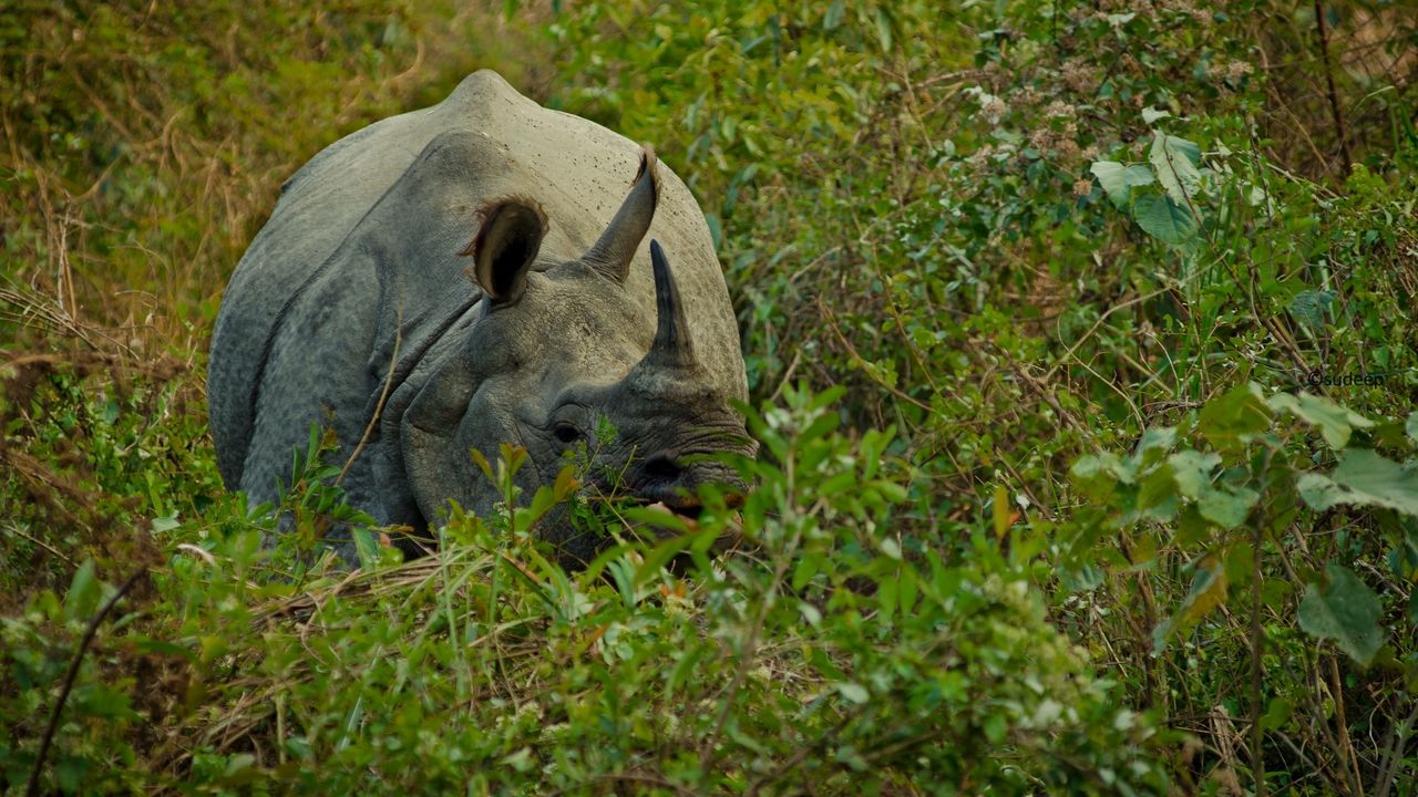 Обои носорог, трава, прятаться, рог