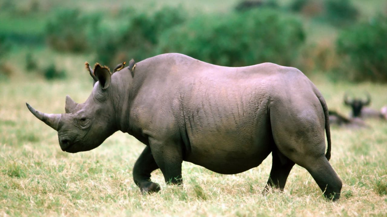 Обои носорог, трава, прогулка